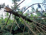 unwetterschäden downburst