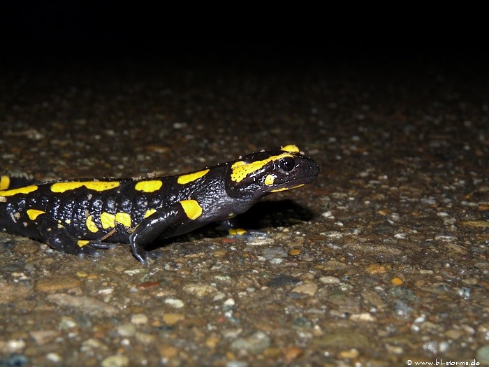 feuersalamander