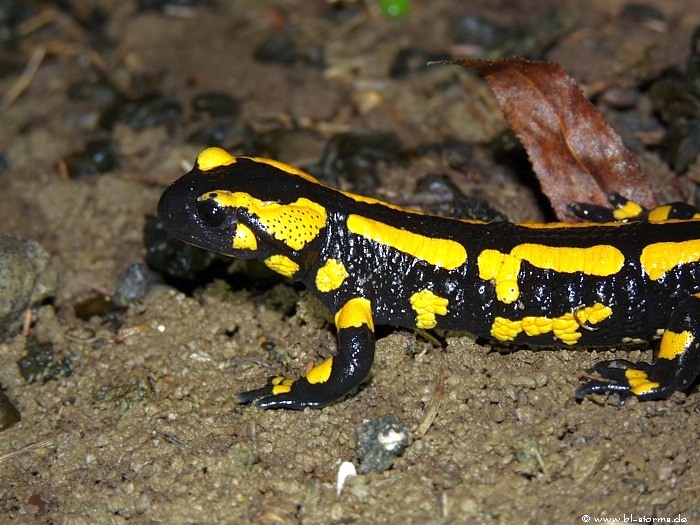 feuersalamander