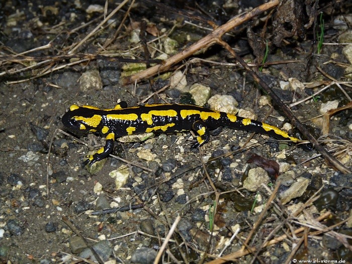 feuersalamander