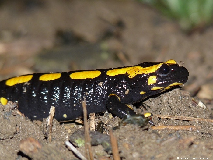 feuersalamander