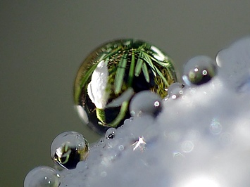 Schneegloeckchen spiegelt sich in einem Wassertropfen