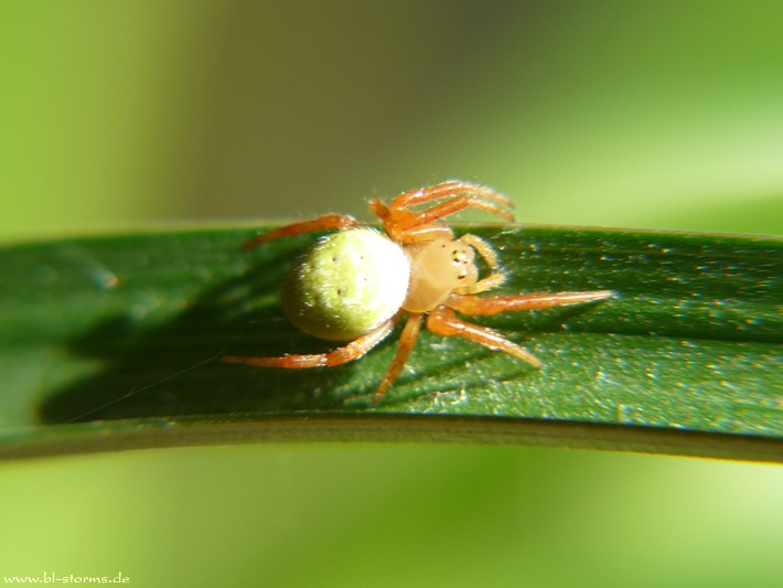 kuerbisspinne