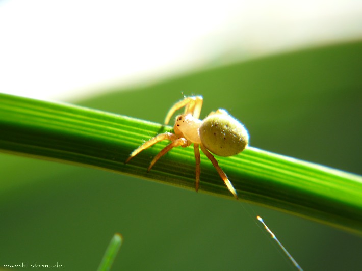 kuerbisspinne