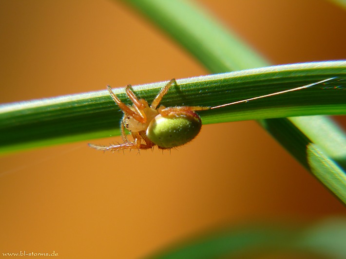 kuerbisspinne