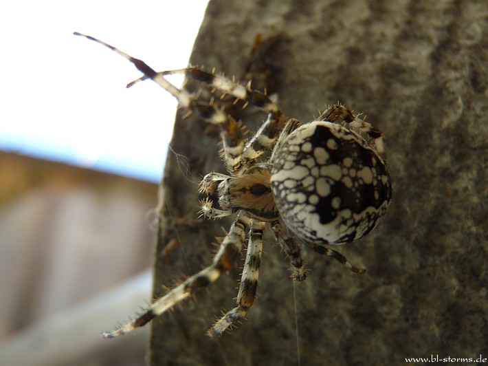 Kreuzspinne