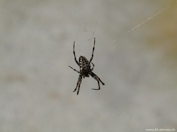 Kreuzspinne