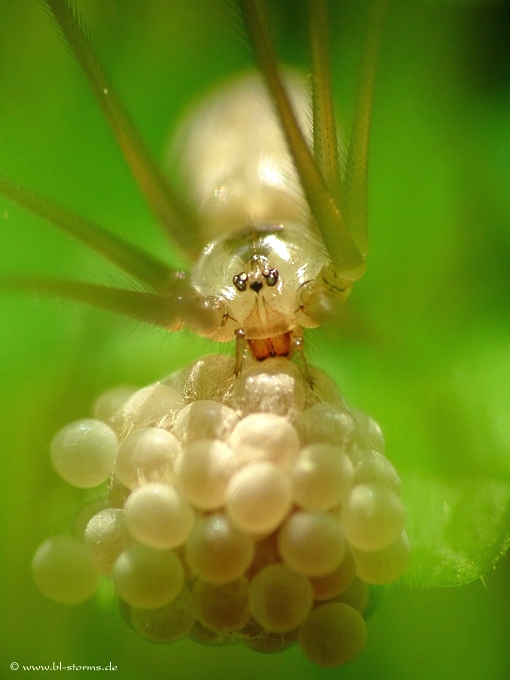 Zitterspinne mit Eier