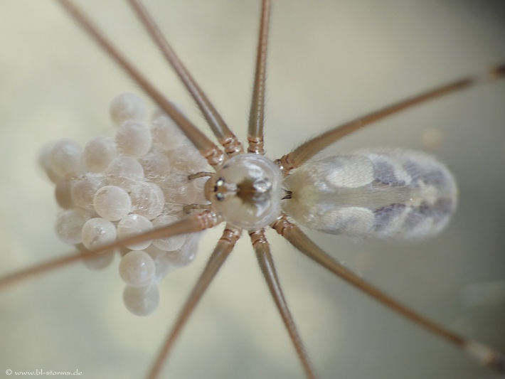 Zitterspinne mit Eier