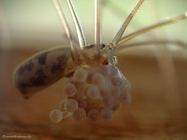 Zitterspinne mit Eier