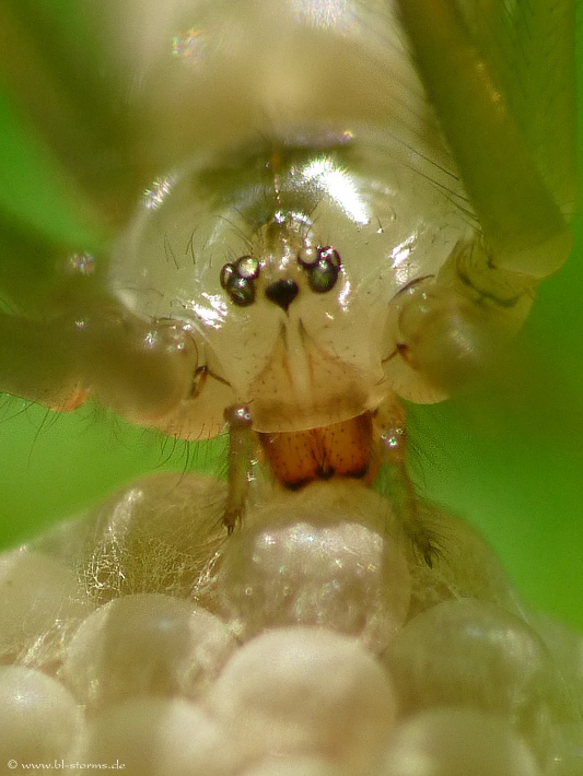 Zitterspinne mit Eier