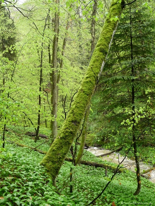 Zillhausener Wasserfall Buettenbach Schlucht