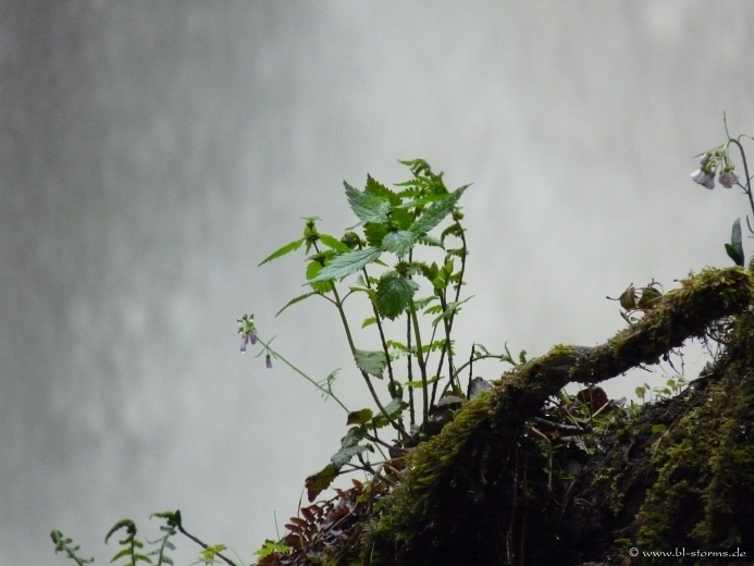 Zillhausener Wasserfall Buettenbach Schlucht