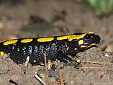 feuersalamander